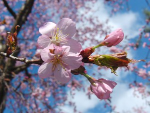 Kirschblüten vor weiss-blauen Himmel Kirschblüten vor weiss-blauen Himmel