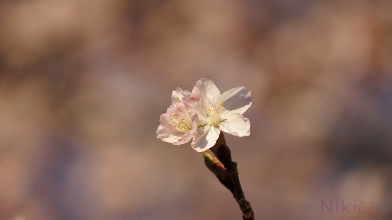 Kirschblütenpaar Kirschblütenpaar