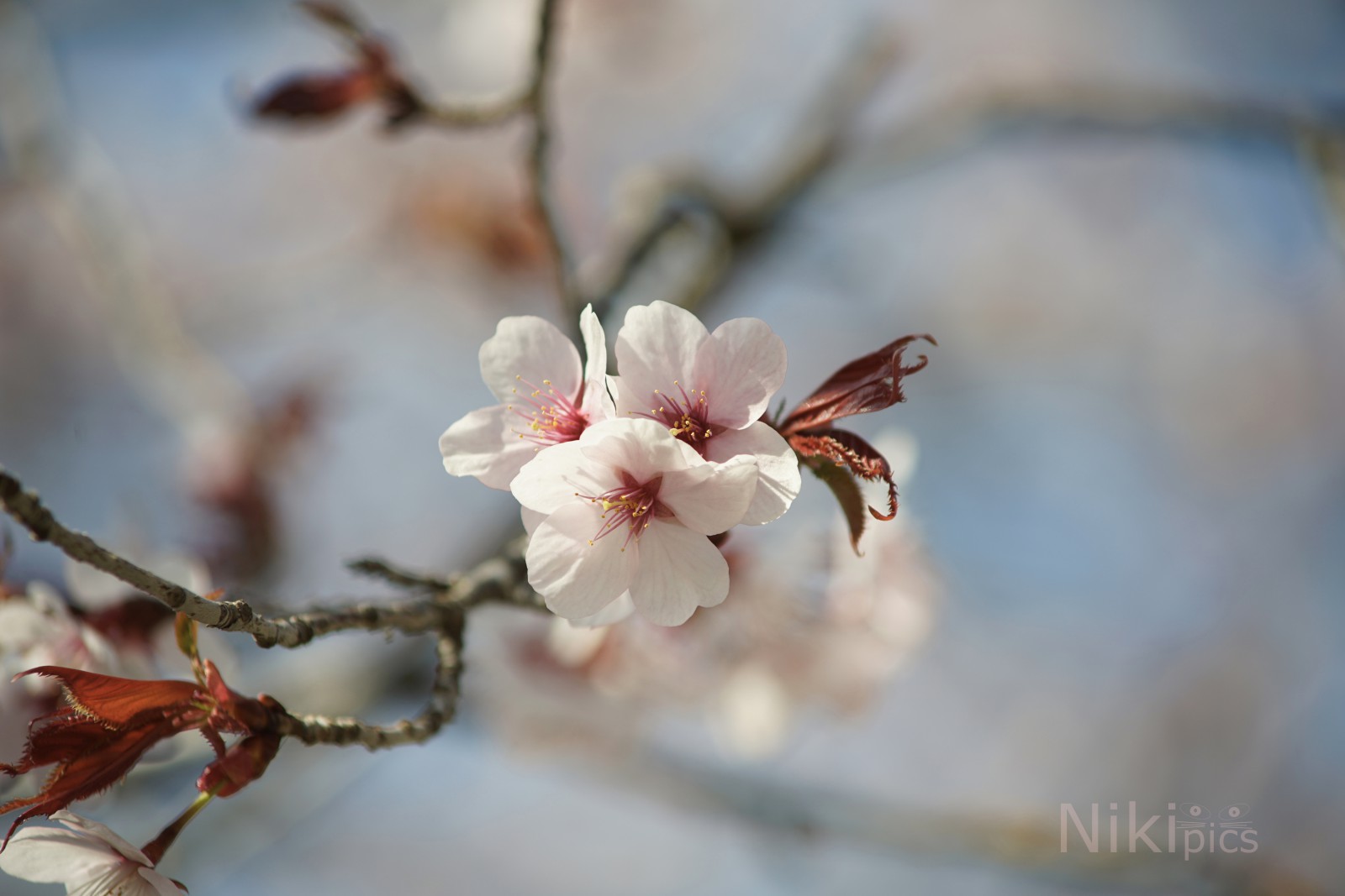 Kirschblütentrio Kirschblütentrio