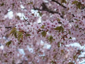 Kirschblütenzweig in voler Blüte Kirschblütenzweig in voler Blüte