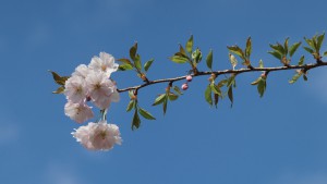 Kirschblüttenzweig ragt in Himmel Kirschblüttenzweig ragt in Himmel
