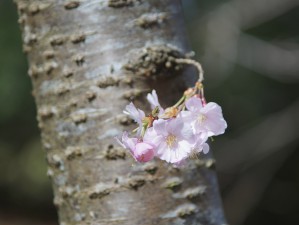 Kleiner Kirschblütenzweig am Stamm 2 Kleiner Kirschblütenzweig am Stamm 2