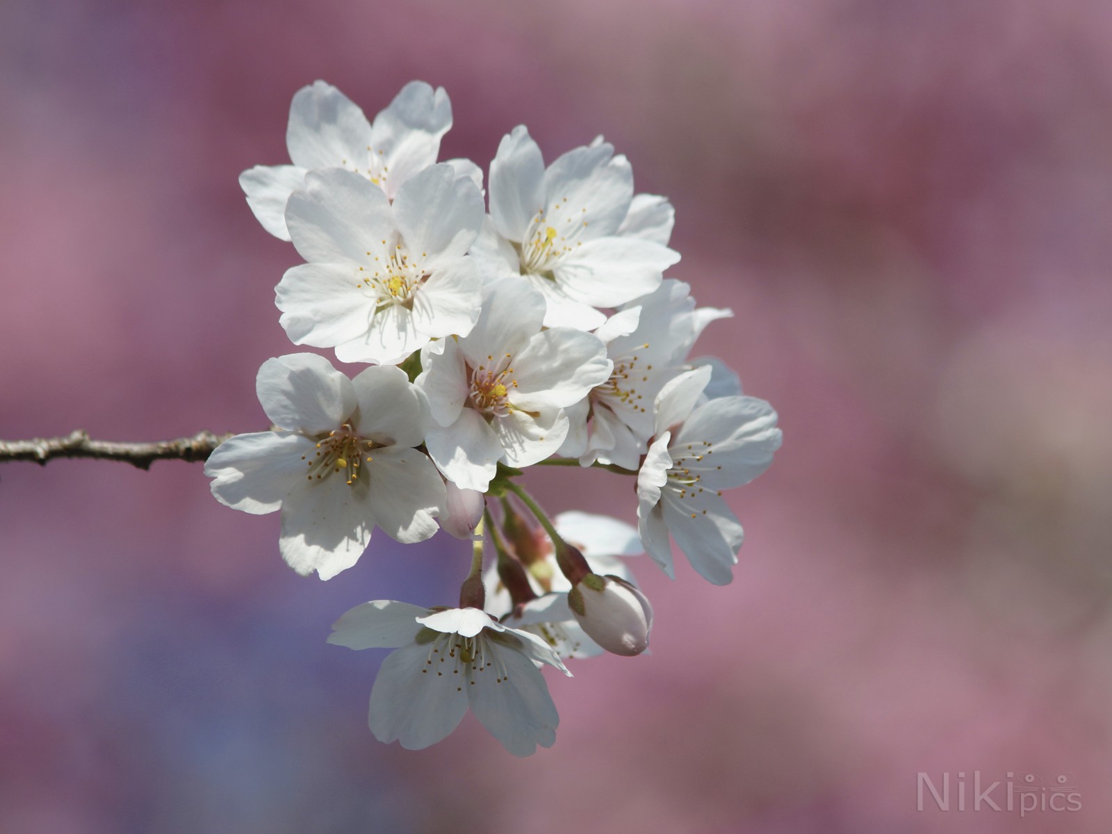 Krischblütentraum Krischblütentraum