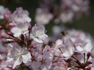 Nektarbar Kirschblüten Nektarbar Kirschblüten