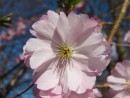Rosa Kirschbl&uuml;te