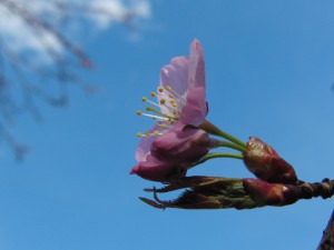 Rosa Kirschblüte mit ersten Blätern vor blauen Himmel Rosa Kirschblüte mit ersten Blätern vor blauen Himmel