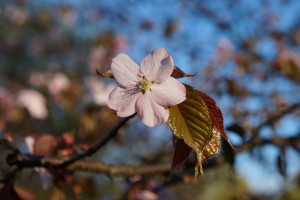 Rosa Kirschblüte mit jungen Blatt Rosa Kirschblüte mit jungen Blatt