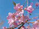Rosa Kirschbl&uuml;ten 9