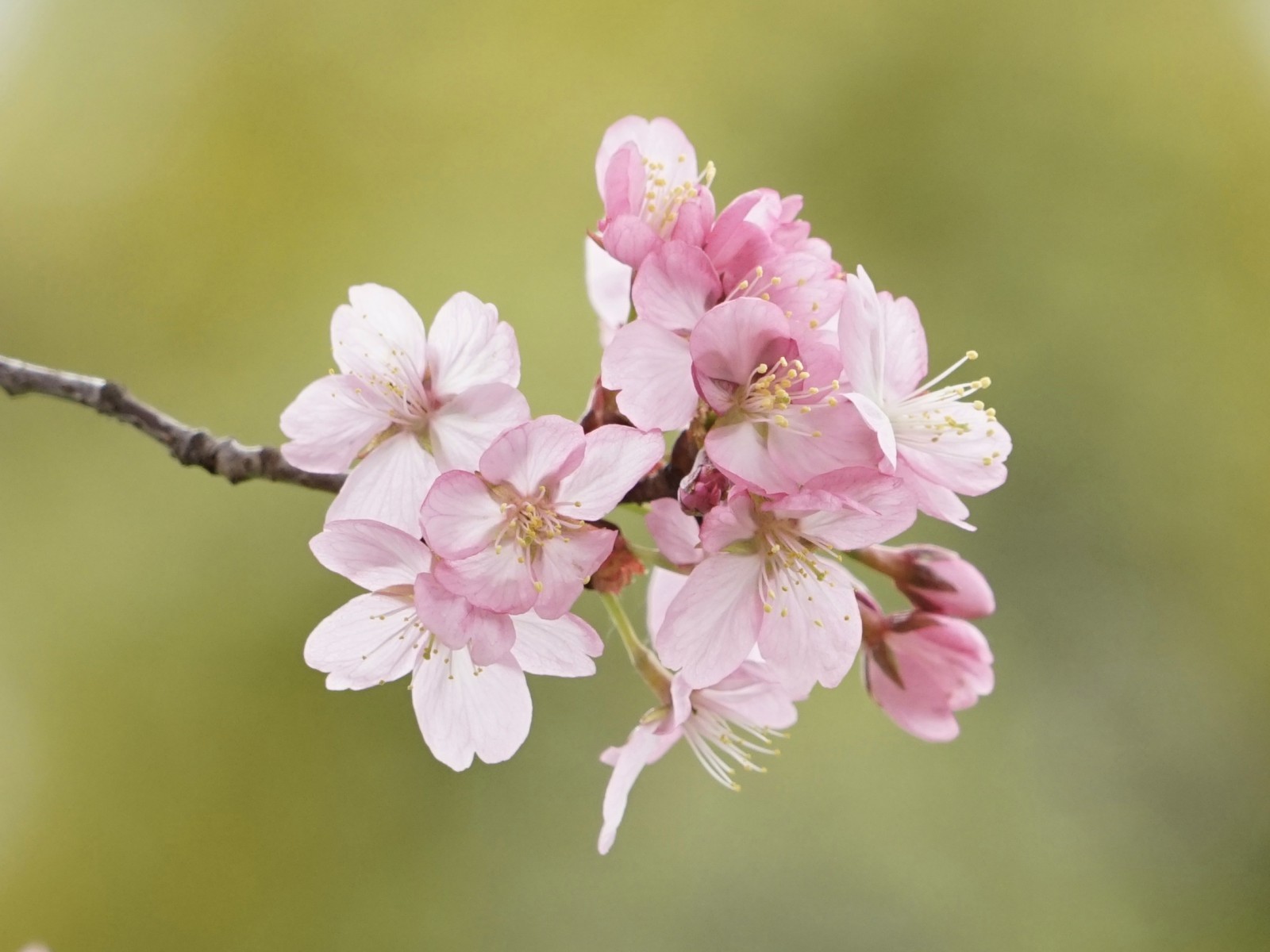 Rosa Kirschblüten Dolde Rosa Kirschblüten Dolde