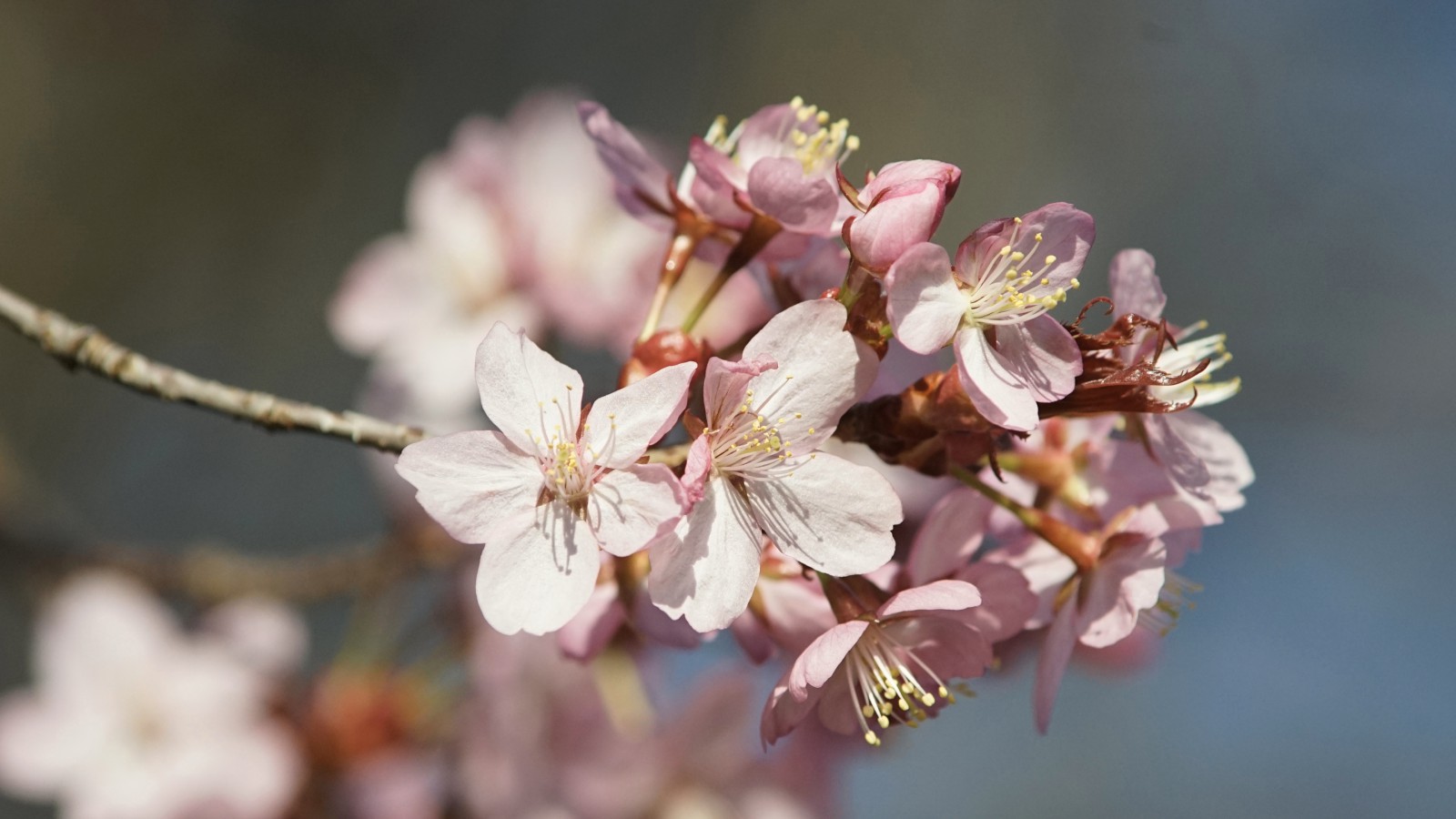 Rosa Kirschblütengruppe Rosa Kirschblütengruppe