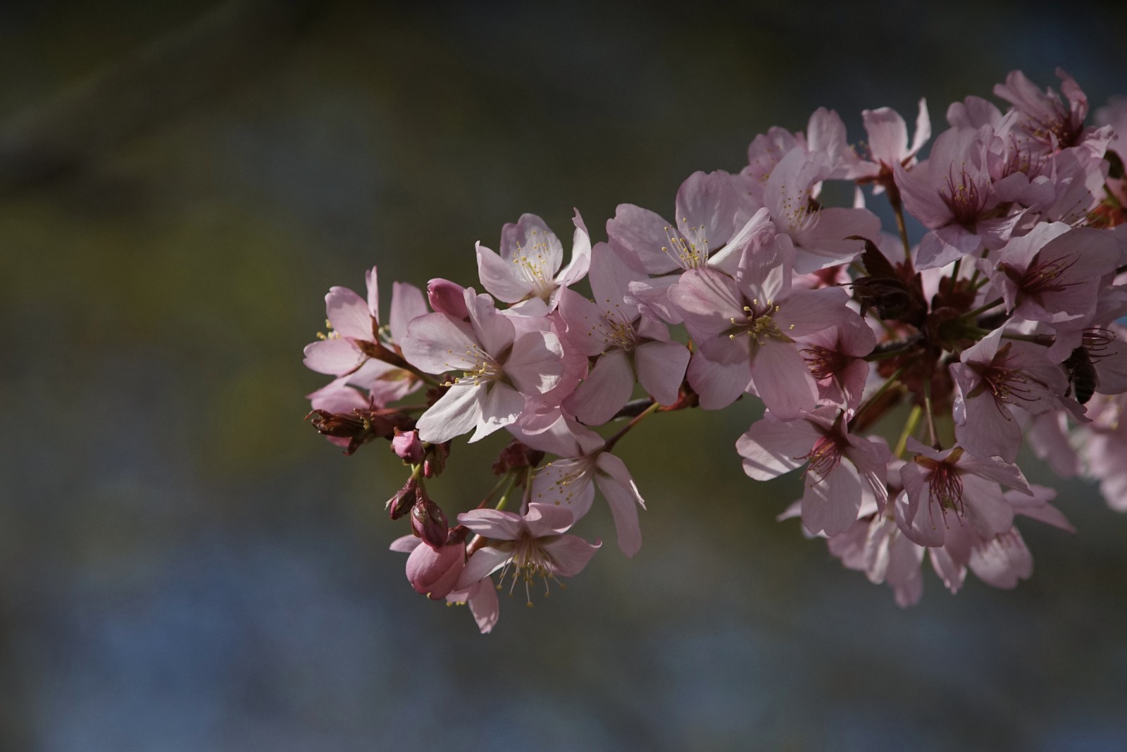 Rosa Kirschblütenpracht Rosa Kirschblütenpracht