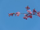 Rosa Kirschbl&uuml;tenzweig vor blauen Himmel 3