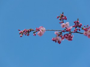 Rosa Kirschblütenzweig vor blauen Himmel 3 Rosa Kirschblütenzweig vor blauen Himmel 3