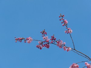 Rosa Kirschblütenzweig vor blauen Himmel 1 Rosa Kirschblütenzweig vor blauen Himmel 1