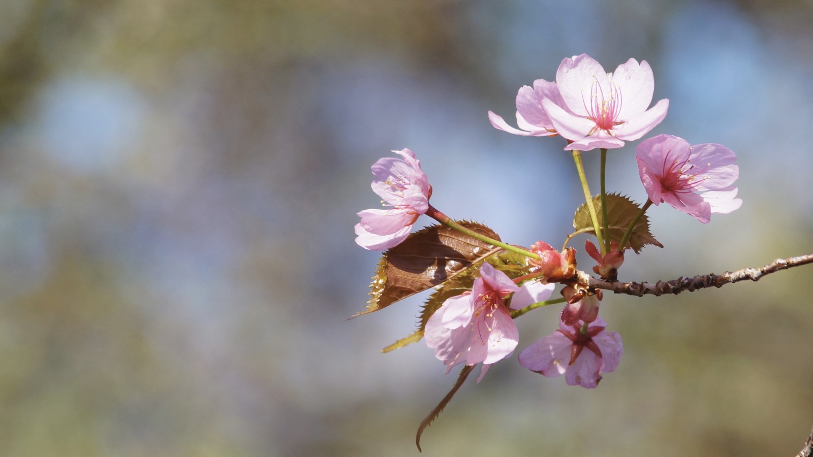 Rosa Kirschblütten am Zweig Rosa Kirschblütten am Zweig