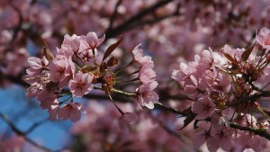 Schöne Kirschblüten in rosa Schöne Kirschblüten in rosa
