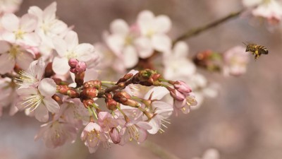  Kirschblüten