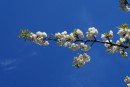 Wei&szlig;er Kirschbl&uuml;tenzweig vor blauen Himmel