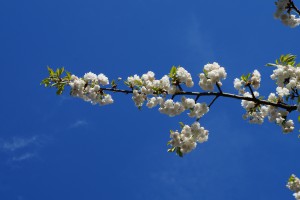 Weißer Kirschblütenzweig vor blauen Himmel Weißer Kirschblütenzweig vor blauen Himmel