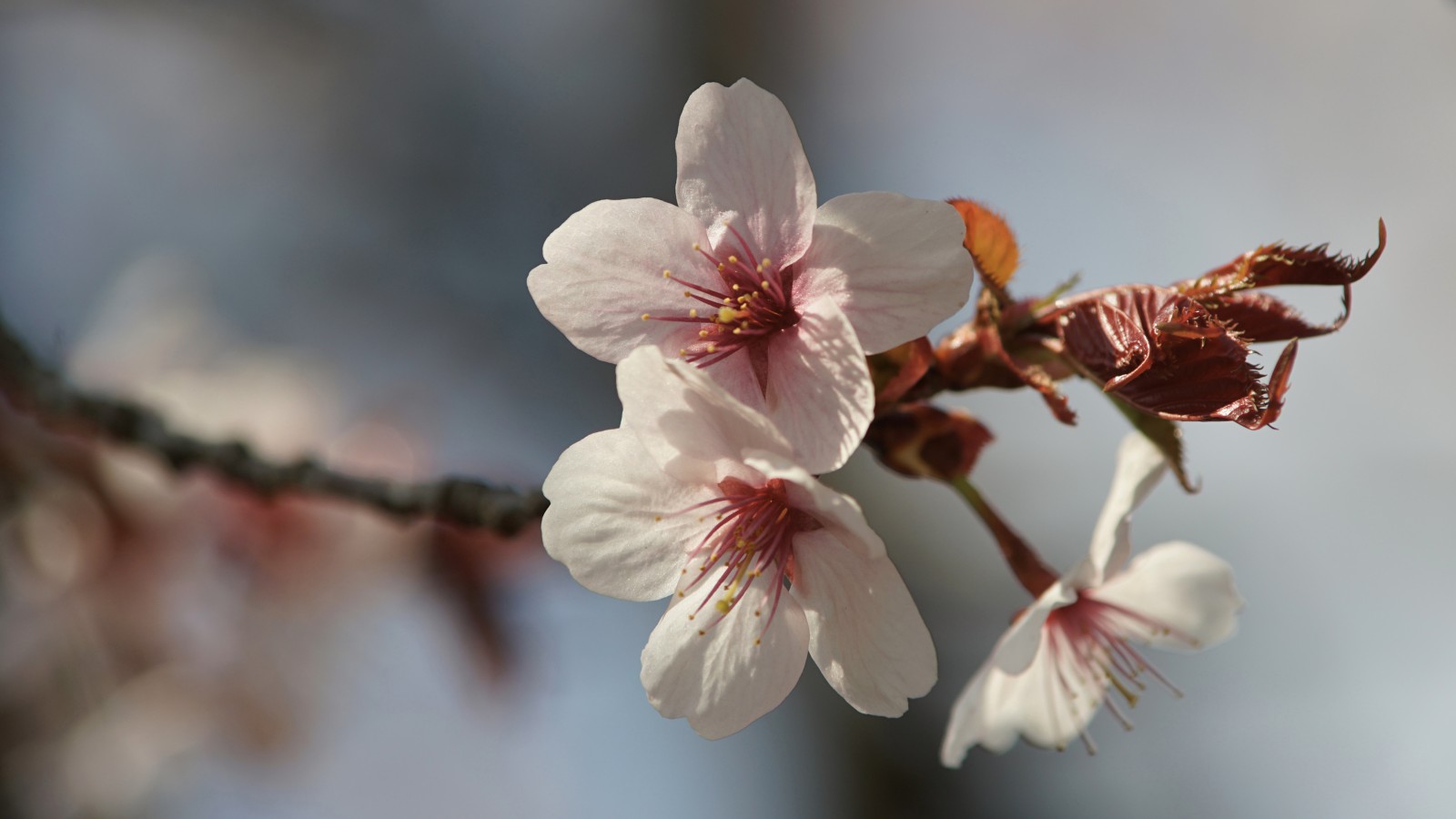Zarte Kirschblüten Zarte Kirschblüten