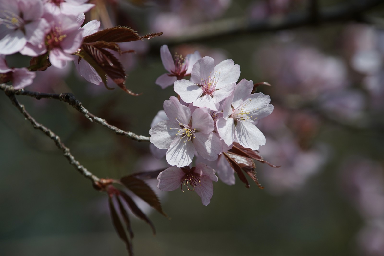 Zierkirschblüten Zierkirschblüten