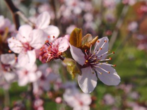 Zierkirschenblüte und welke Zierkirschenblüte und welke