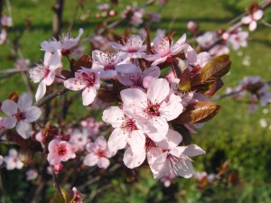 Zierkirschenblüten mit grünen Hintergrund Zierkirschenblüten mit grünen Hintergrund