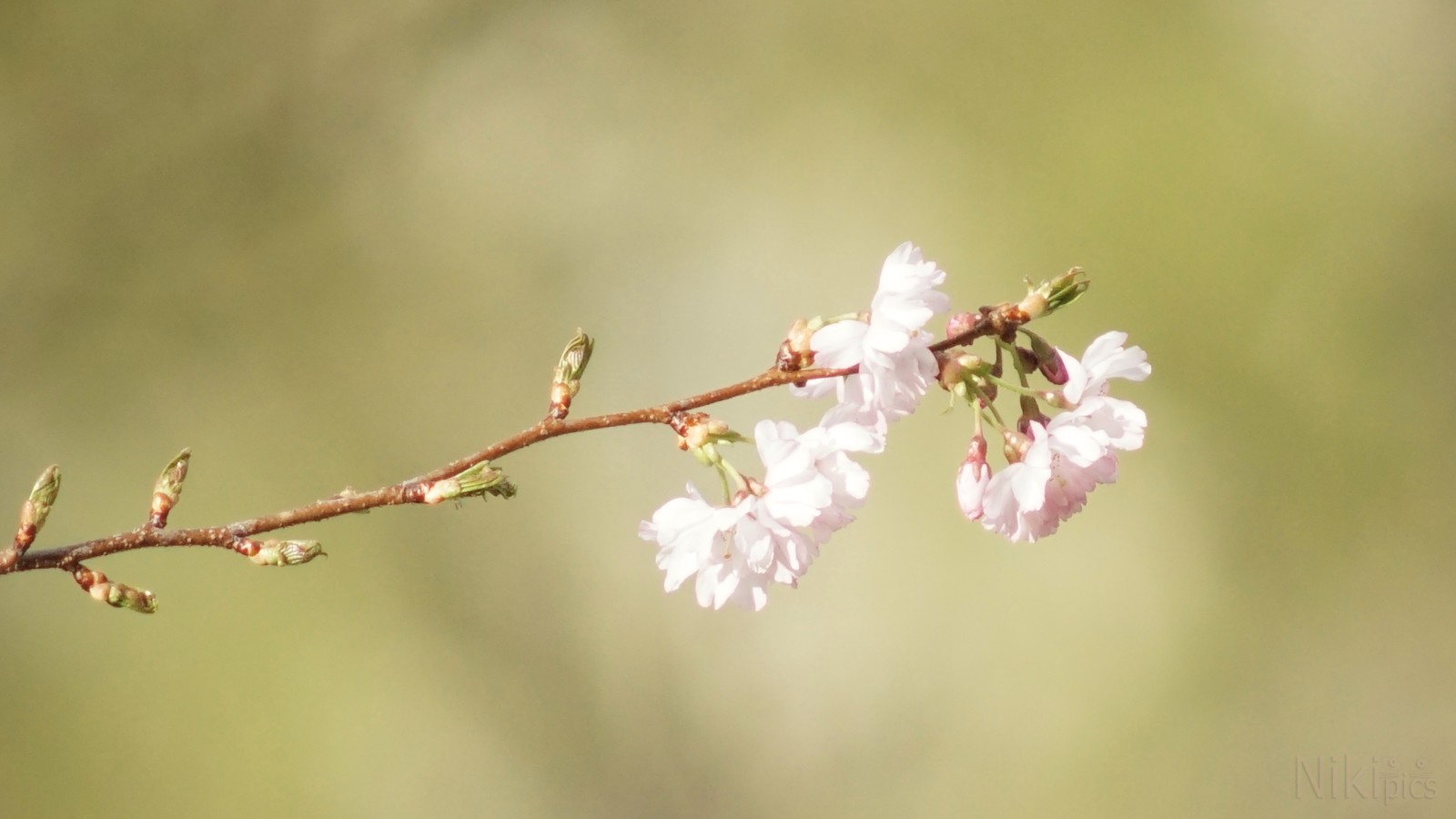 Zweig der Kirschblüte Zweig der Kirschblüte