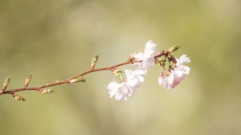 Zweig der Kirschblüte