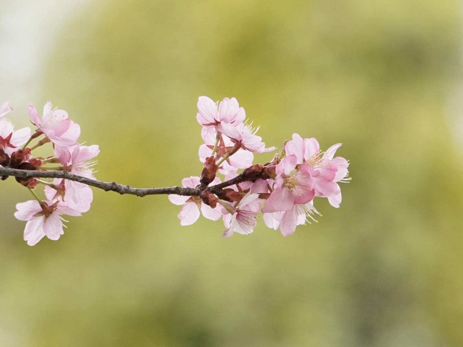 Zweig mit rosa Kirschblüten Zweig mit rosa Kirschblüten