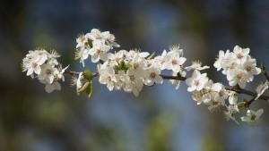 Zweig voll weiser Kirschblüten Zweig voll weiser Kirschblüten