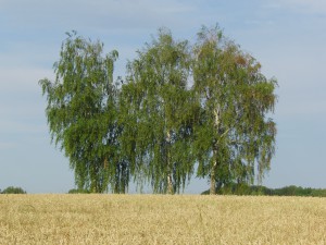 Drei Bäume vor reifen Kornfeld Drei Bäume vor reifen Kornfeld