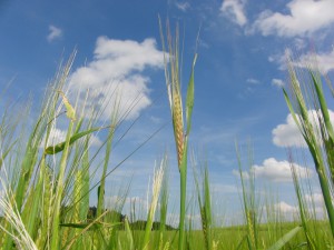 Getreide Ähre vor blauen Himmel 2 Getreide Ähre vor blauen Himmel 2