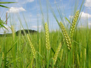 Grüne Gerstenähre vor blauen Himmel 1 Grüne Gerstenähre vor blauen Himmel 1