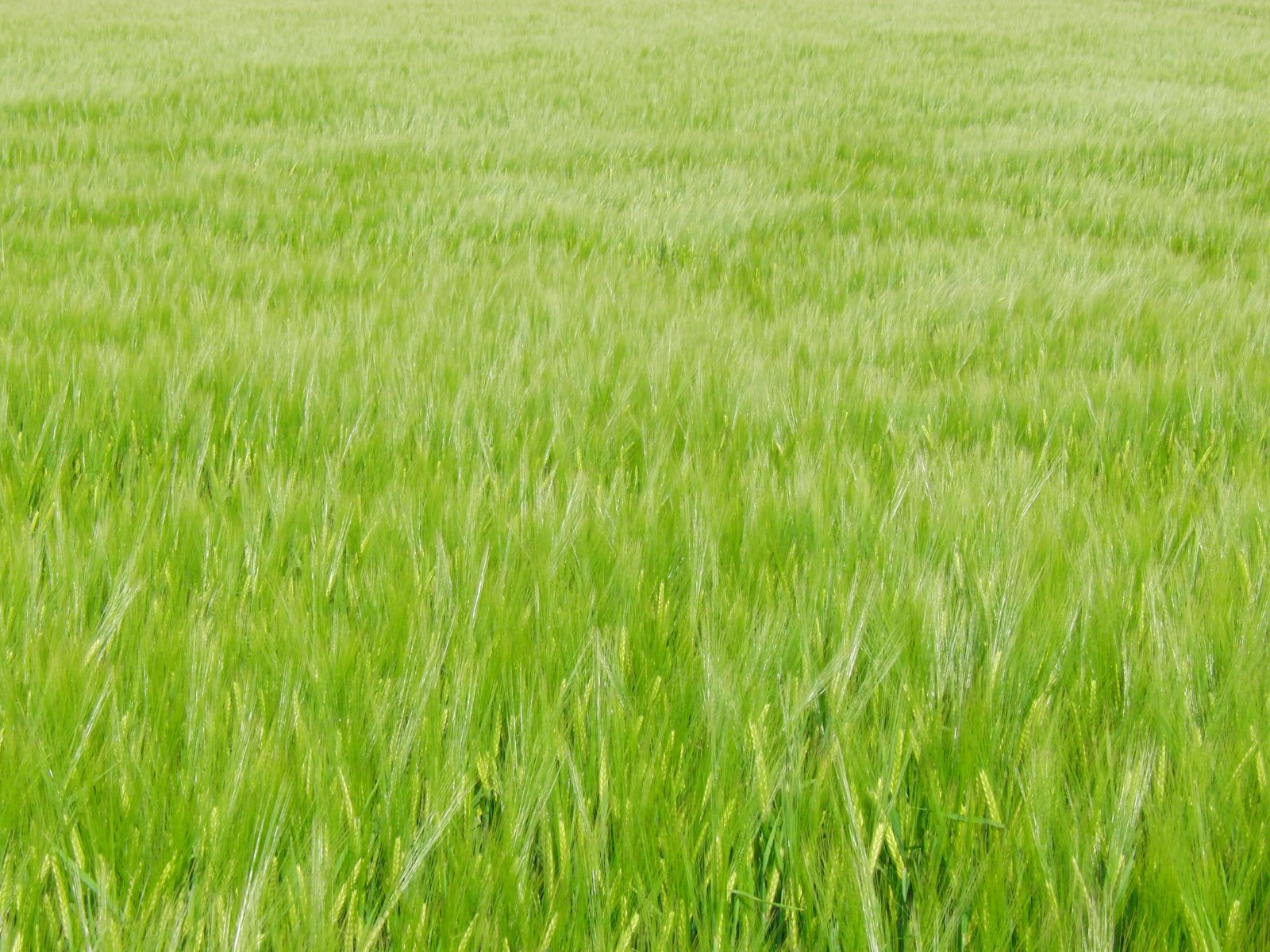 Grünes Kornfeld 1 Grünes Kornfeld 1