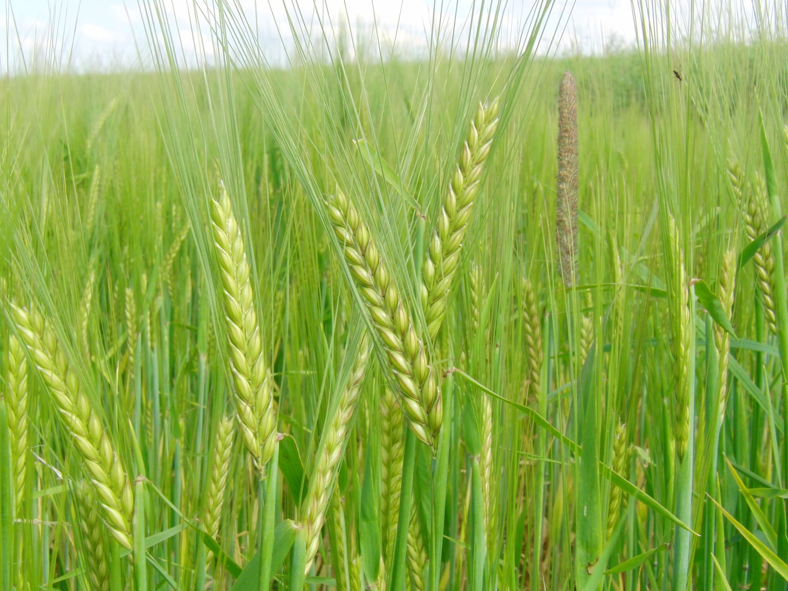 Grünes Kornfeld 4 Grünes Kornfeld 4