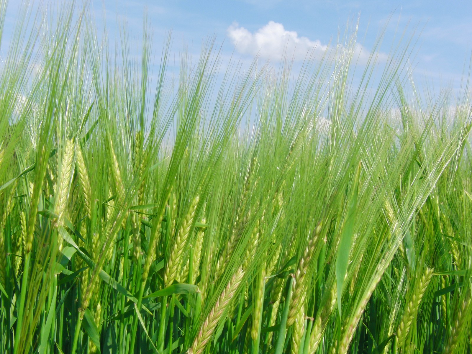 Grünes Kornfeld vor blauen Himmel 1 Grünes Kornfeld vor blauen Himmel 1