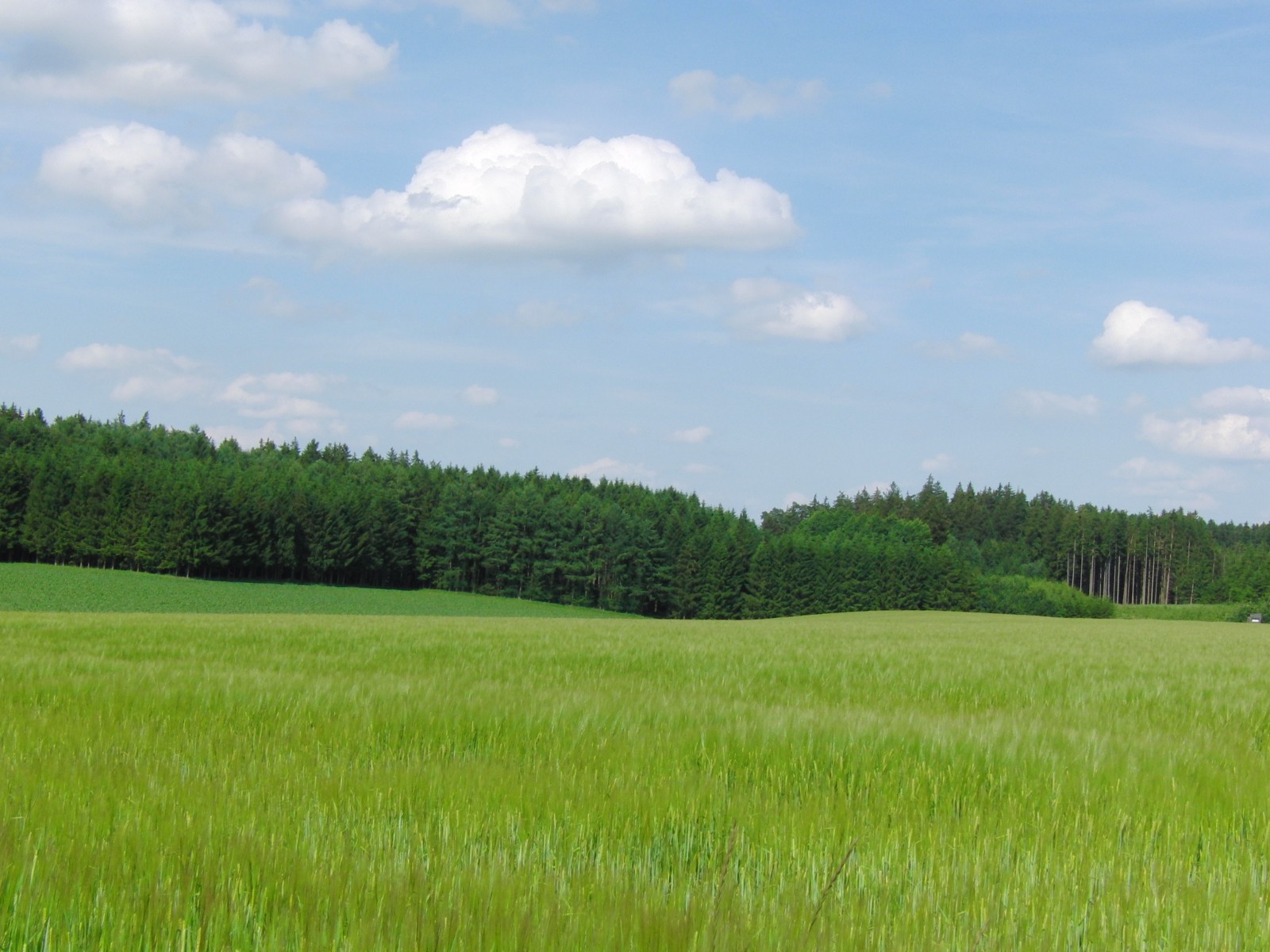 Grünes Kornfeld vor blauen Himmel 2 Grünes Kornfeld vor blauen Himmel 2