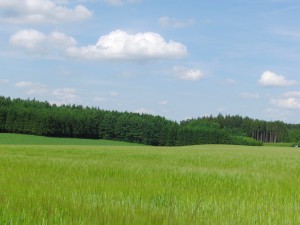 Grünes Kornfeld vor blauen Himmel 2 Grünes Kornfeld vor blauen Himmel 2