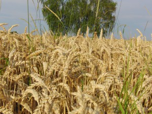 Kornfeld gereift Kornfeld gereift