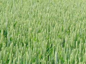 Kornfeld unreif Kornfeld unreif