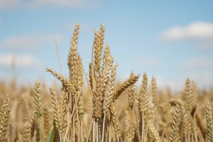 Weizenähren vor blauen Himmel Weizenähren vor blauen Himmel