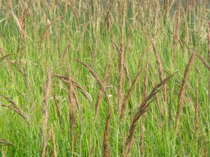 Wildes Kornfeld Wildes Kornfeld