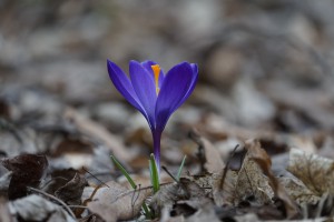 Blau-lila leuchten im Laub Blau-lila leuchten im Laub