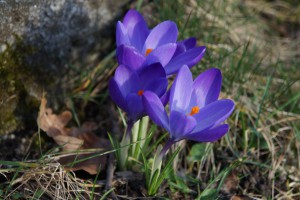 Blaue Krokusgrüße Blaue Krokusgrüße