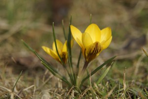 Erstes Frühlingsleuchten Erstes Frühlingsleuchten