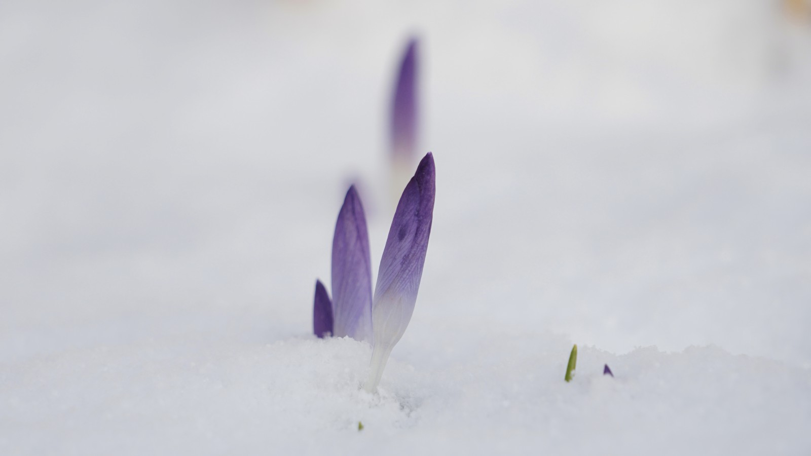 Farbe im Schnee Farbe im Schnee