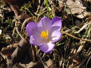 Fliederblauer Krokus 2 Fliederblauer Krokus 2