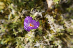 Fliederblauer Krokus 3 Fliederblauer Krokus 3