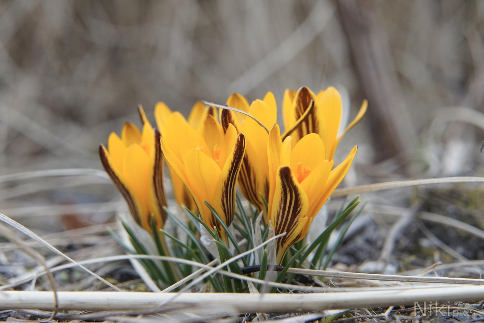 Frühlingsfeuer Frühlingsfeuer